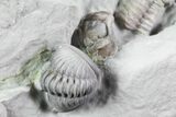 Multiple Flexicalymene Trilobite Plate - Ohio #76369-4